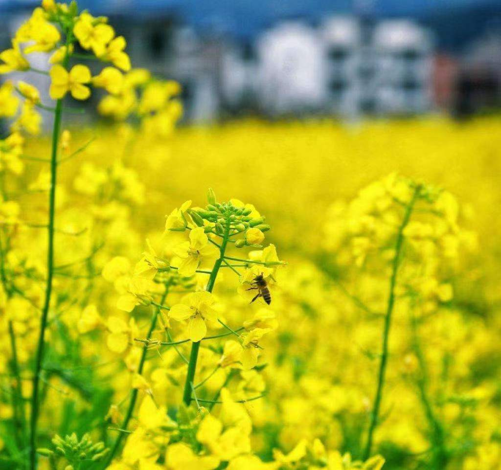 仲夏步步是景 诗韵"花花世界" 这样的归园田居你爱吗