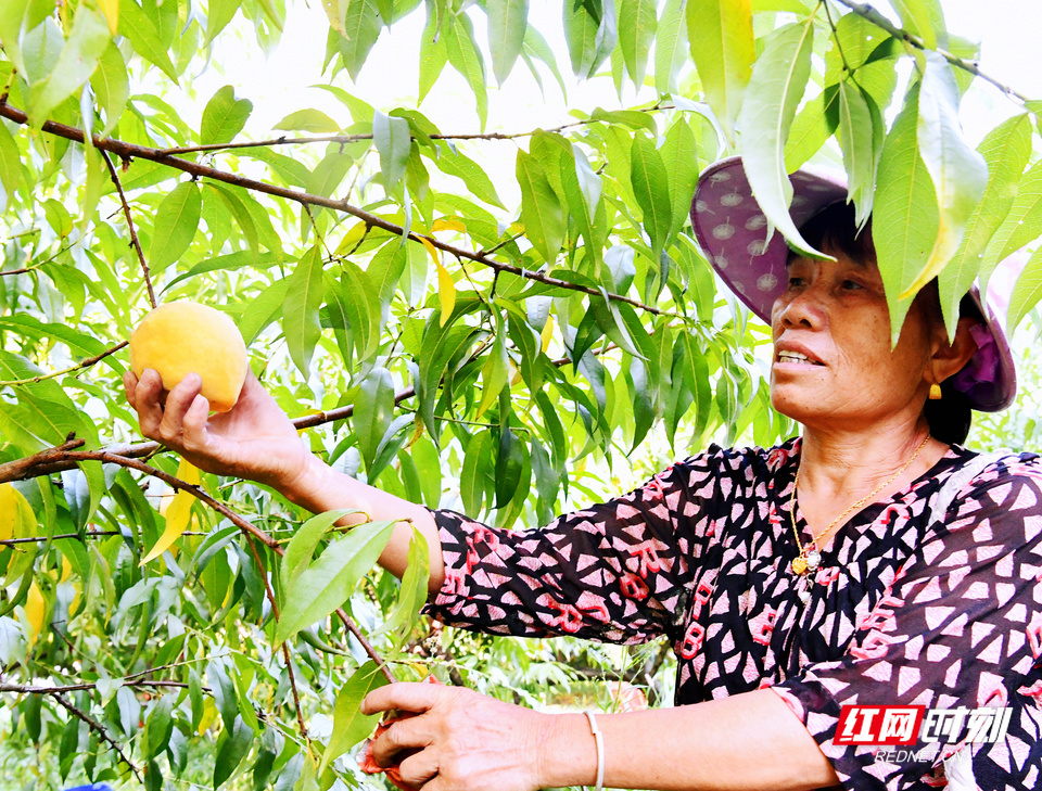 红心锦绣黄桃的独特品质吸引了众多周边市民前来采摘、购买。