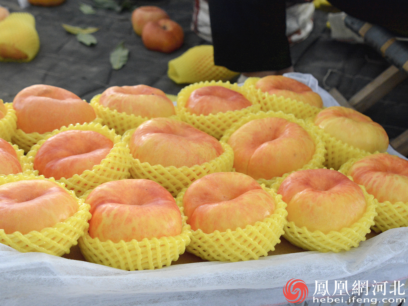 秦皇岛抚宁：正是黄桃成熟季  树梢缀满“致富果”