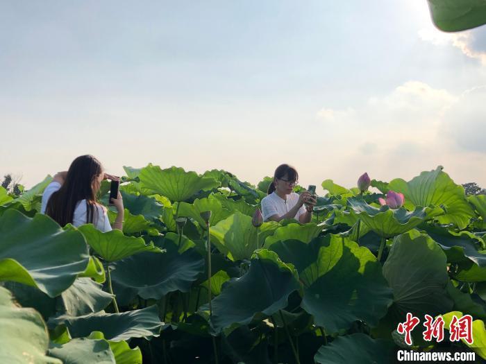 河北邢台经济开发区：“农业+观光”拓展农业新业态