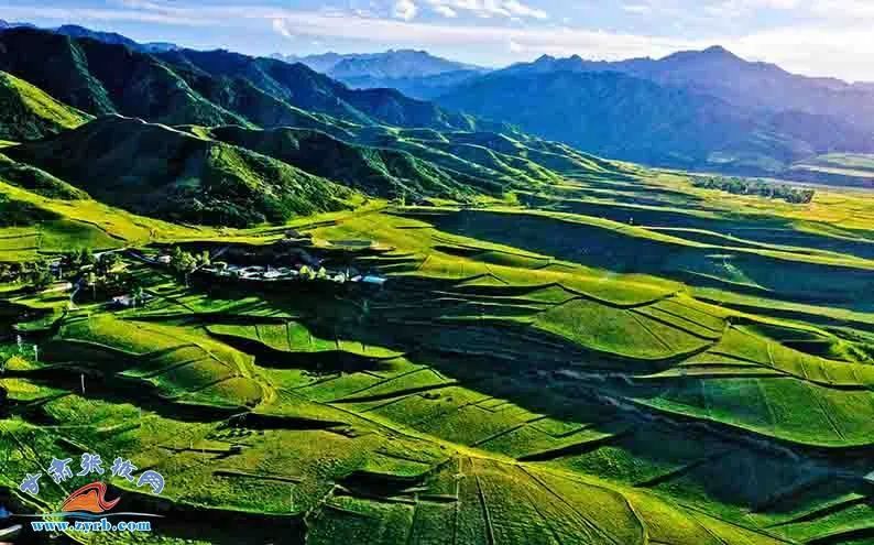 祁连山下立“青松” 一不小心美成了绿色“油画”……