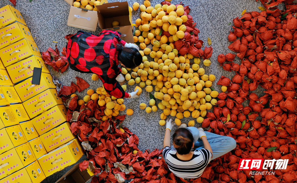 黄桃迎来了首个丰收季。