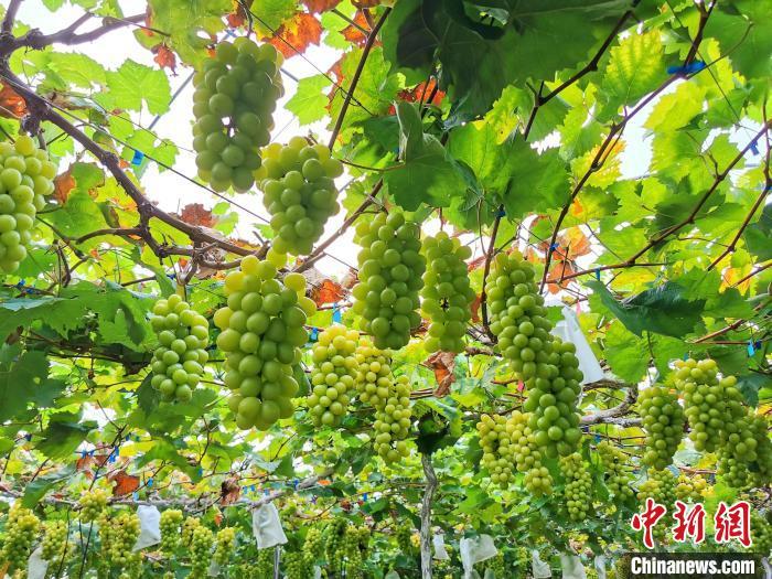 酷热的天气，使“香印”葡萄的糖度明显增加 李晓春 摄