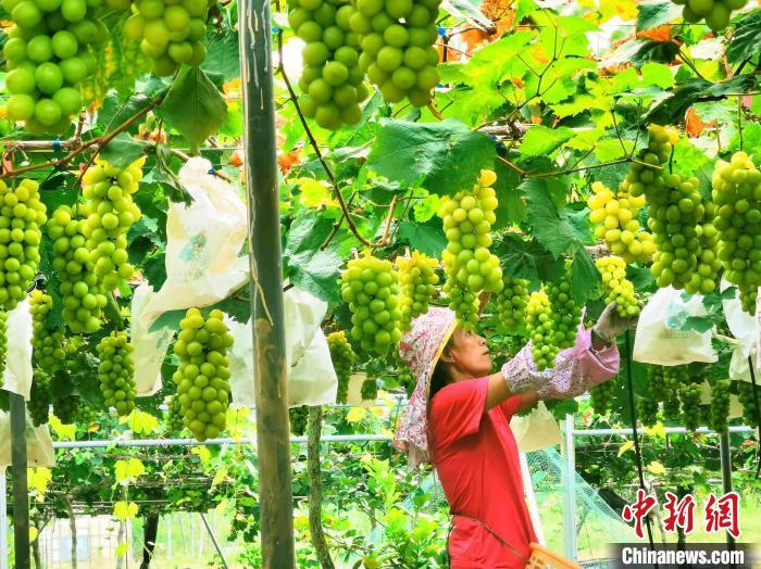 员工在挑拣符合标准的“香印”葡萄 李晓春 摄