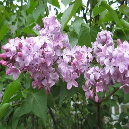 仲夏步步是景 诗韵"花花世界" 这样的归园田居你爱吗