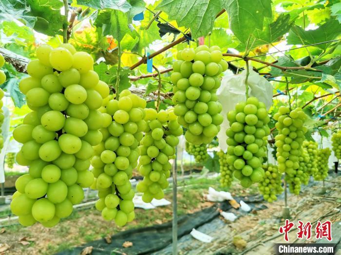 果粒大呈黄绿色的“香印”葡萄，释放出诱人的魅力 李晓春 摄