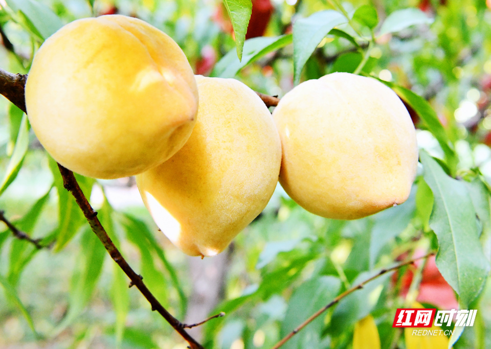 一颗颗黄桃树枝头挂满了“全副武装”的黄桃。