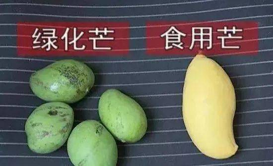 绿化芒与食用芒的差别，君子泰而不骄，小人骄而不泰。图片来源：深圳发布