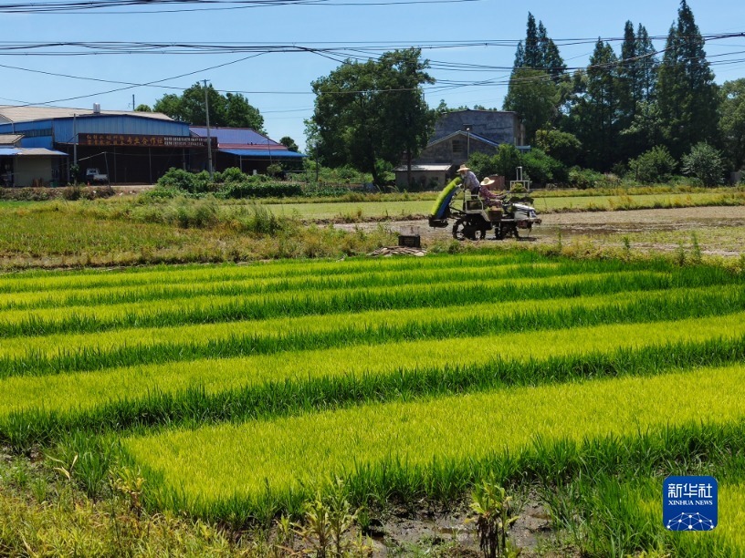 欧江岔镇当地农户正在栽插新一季的晚稻秧苗。新华社记者 周勉 摄