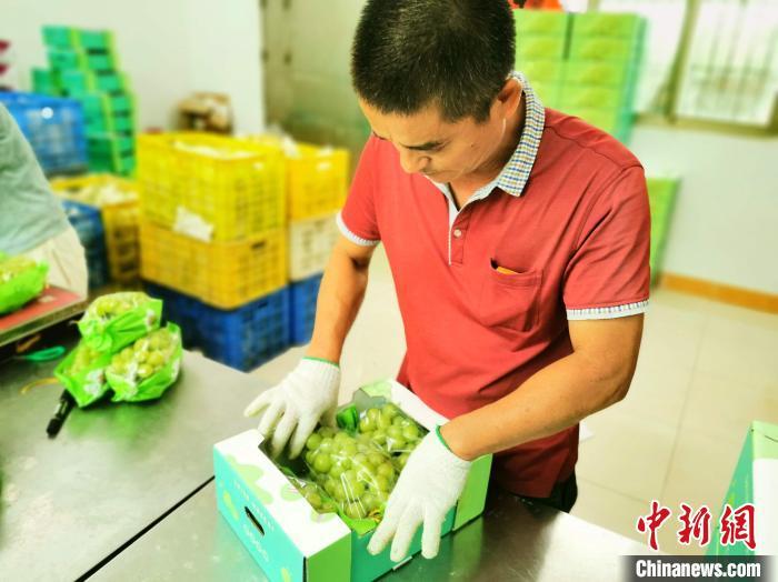 游客体验采摘后喜上眉梢 李晓春 摄