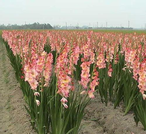 仲夏步步是景 诗韵"花花世界" 这样的归园田居你爱吗