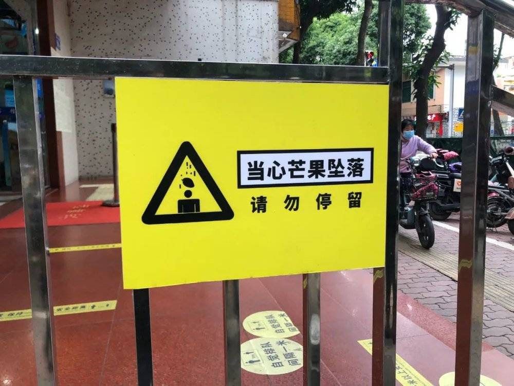 广州路边“当心芒果坠落”的告示，麦秀风来摆，稻秀雨来柔。图片来源：作者