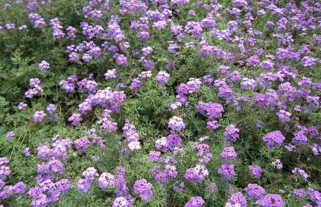 仲夏步步是景 诗韵"花花世界" 这样的归园田居你爱吗