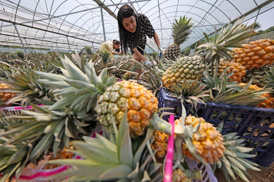 江西东乡:凤梨喜丰收 水果采摘带动乡村游