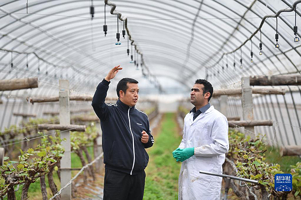 2021年3月17日，来自巴基斯坦的留学生（右）在陕西杨凌锦田农业专业合作社向当地职业农民了解水肥一体化灌溉设备。新华社记者 张博文 摄
