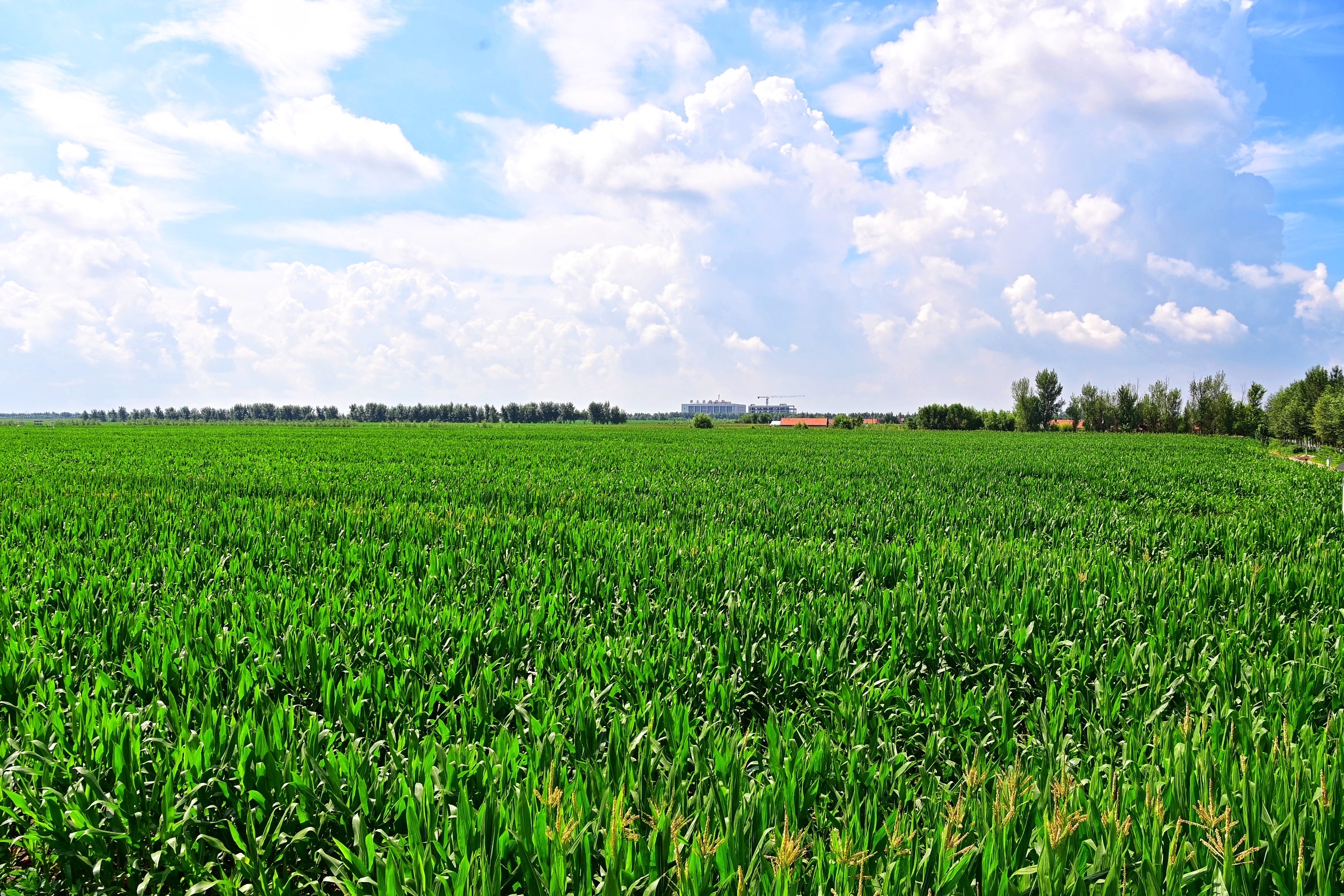 3月29日,省政府与中科院签署战略合作框架协议,拉开东北地区"黑土粮仓
