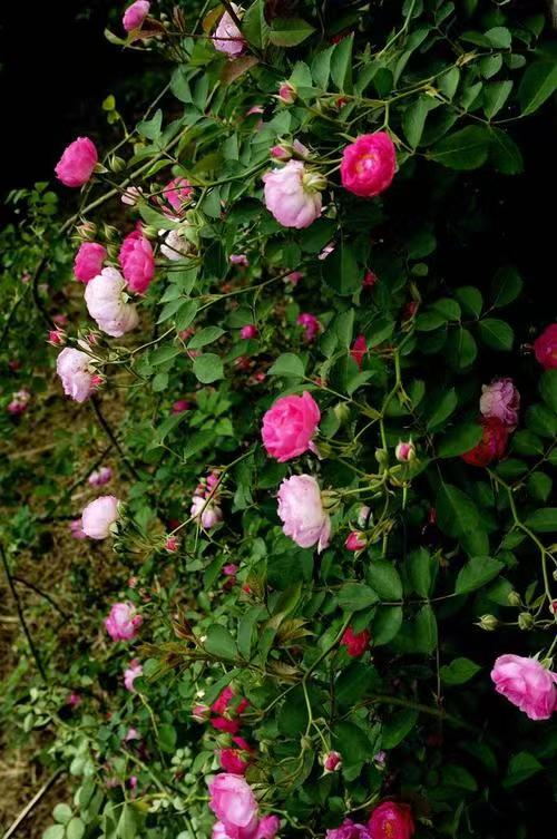 仲夏步步是景 诗韵"花花世界" 这样的归园田居你爱吗
