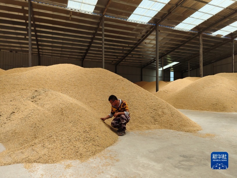 段照在查看“三一工程”收获的早稻稻谷。新华社记者 周勉 摄