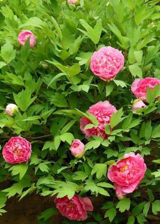 仲夏步步是景 诗韵"花花世界" 这样的归园田居你爱吗