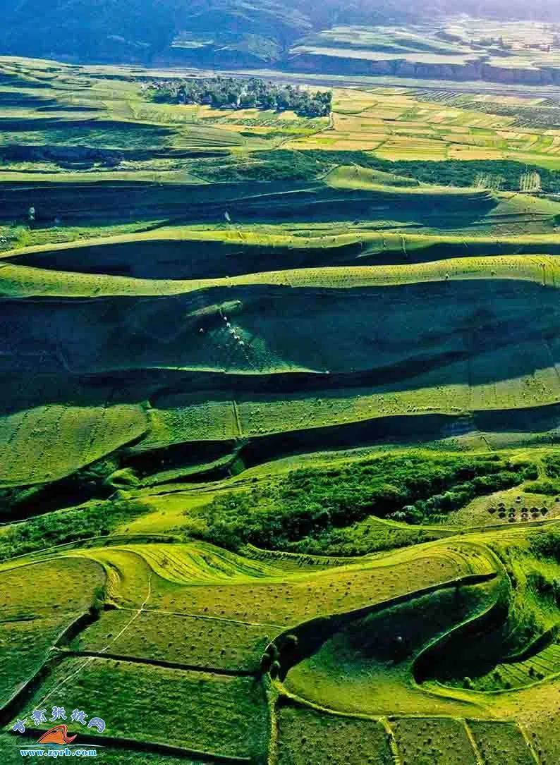 祁连山下立“青松” 一不小心美成了绿色“油画”……