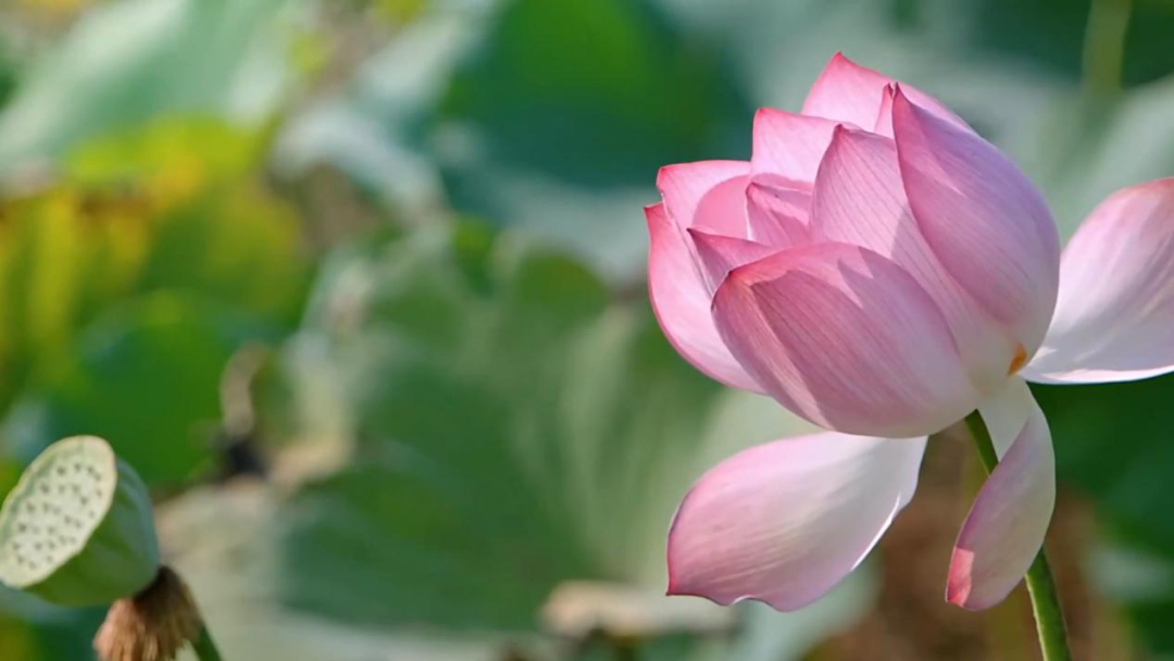 宁波日湖公园“增绿添彩”！快来打卡