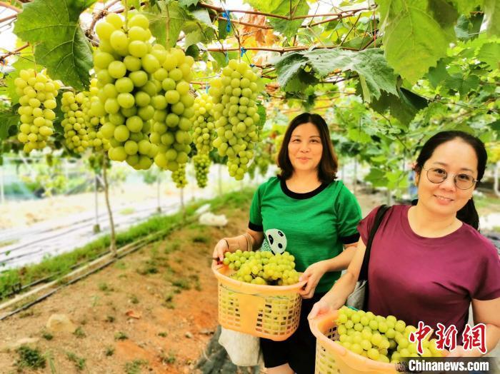 游客体验采摘后喜上眉梢 李晓春 摄