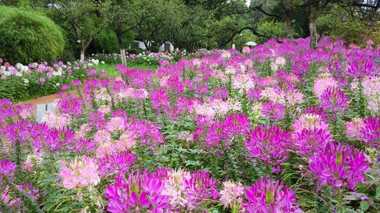 仲夏步步是景 诗韵"花花世界" 这样的归园田居你爱吗