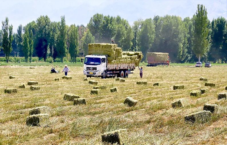 3000亩制种苜蓿喜开镰 张掖高台年产30万吨优质牧草