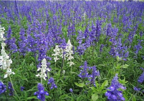 仲夏步步是景 诗韵"花花世界" 这样的归园田居你爱吗