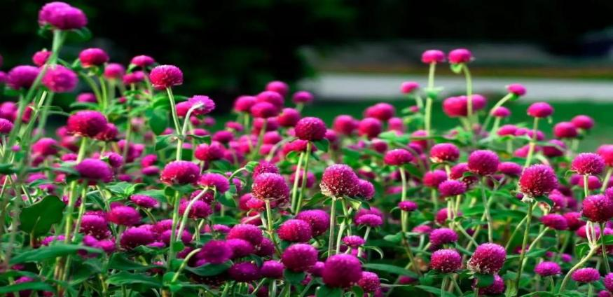 仲夏步步是景 诗韵"花花世界" 这样的归园田居你爱吗