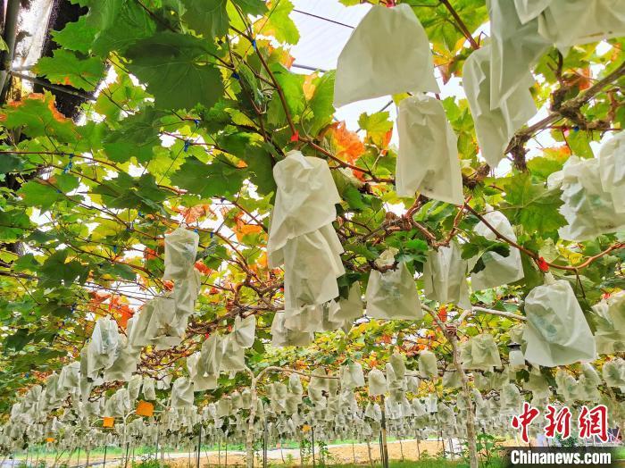 为葡萄套袋是防虫的措施之一 李晓春 摄