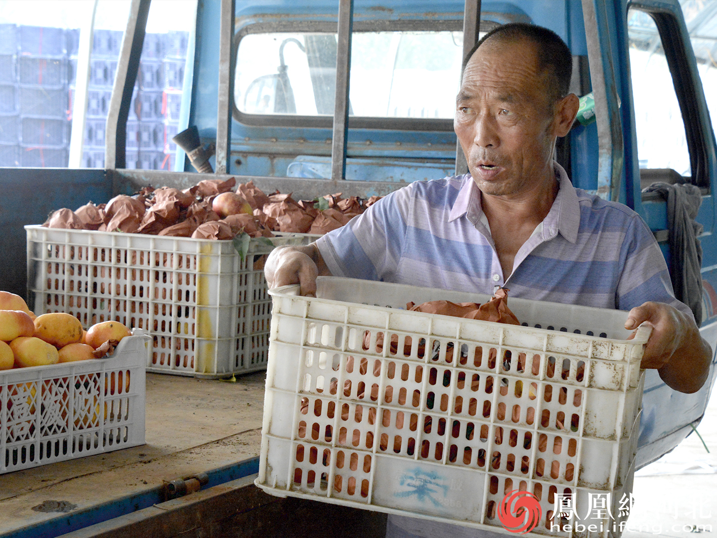 秦皇岛抚宁：正是黄桃成熟季  树梢缀满“致富果”