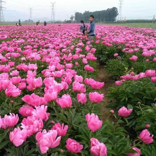 仲夏步步是景 诗韵"花花世界" 这样的归园田居你爱吗