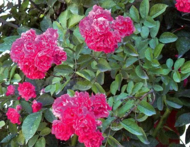 仲夏步步是景 诗韵"花花世界" 这样的归园田居你爱吗