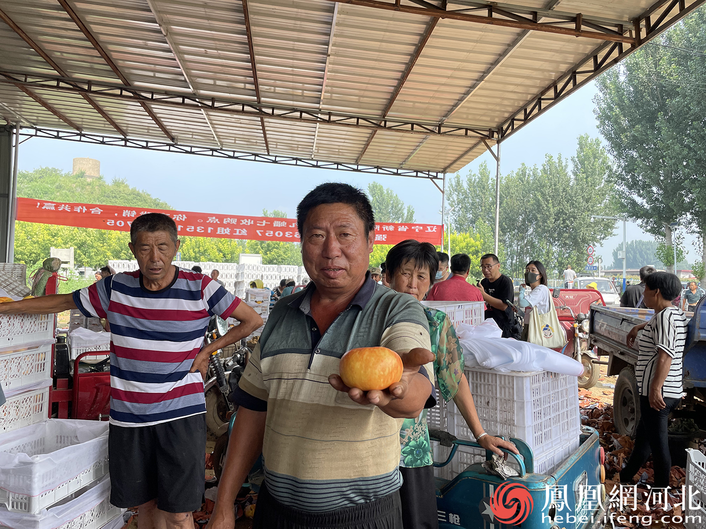 秦皇岛抚宁：正是黄桃成熟季  树梢缀满“致富果”