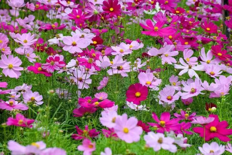 仲夏步步是景 诗韵"花花世界" 这样的归园田居你爱吗