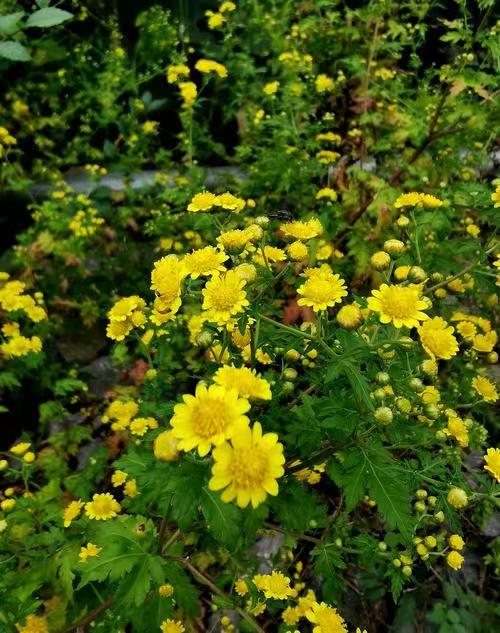仲夏步步是景 诗韵"花花世界" 这样的归园田居你爱吗