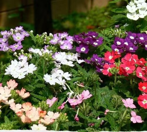 仲夏步步是景 诗韵"花花世界" 这样的归园田居你爱吗