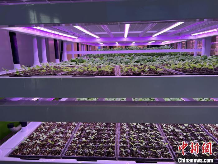 图为杨凌智慧农业示范园内的智慧植物工厂 李一璠 摄