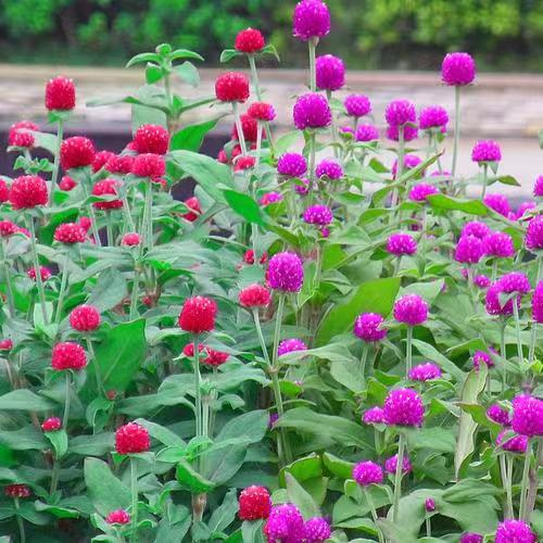 仲夏步步是景 诗韵"花花世界" 这样的归园田居你爱吗