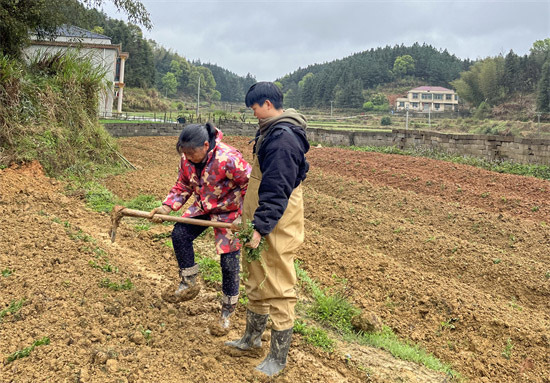 曾晓瑶正帮村民干农活。受访者供图