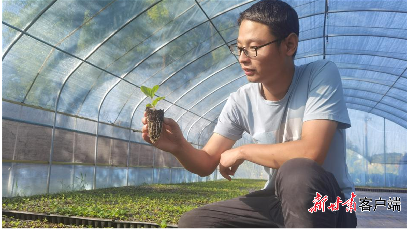 苏晓林在大棚内查看穴盘苗生长情况