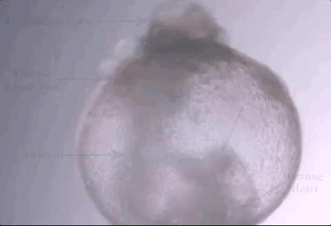 无需精子卵子子宫就能体外培育胚胎?专家这番话让网友们炸了