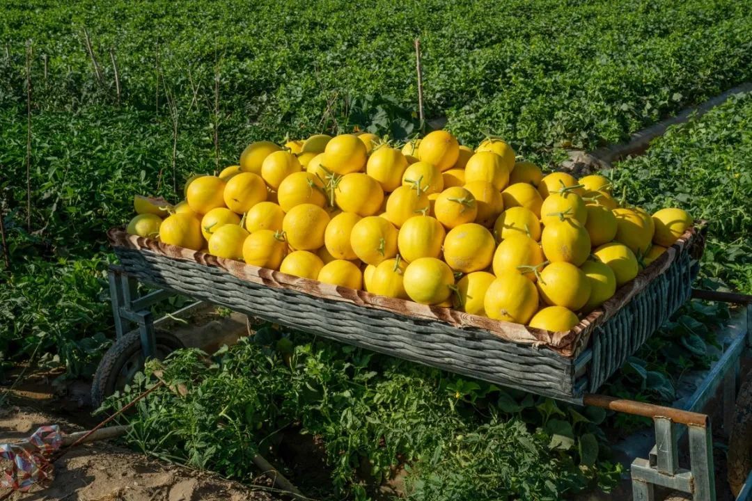 民勤蜜瓜香飘天下