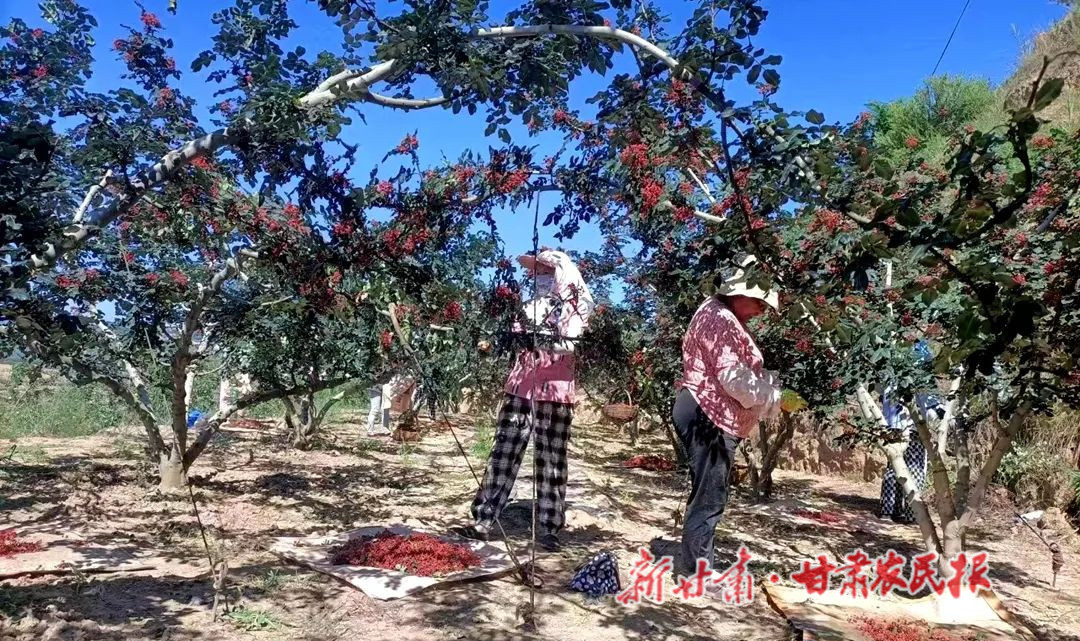村民正在忙着采摘花椒 新甘肃&middot;甘肃农民报通讯员 兰睿 摄