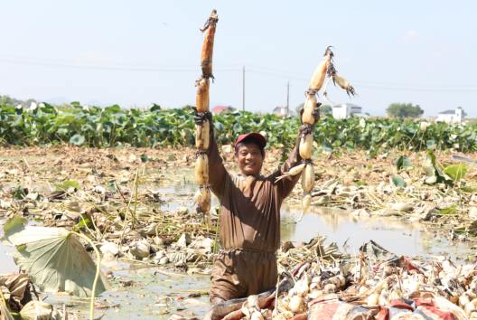 江西彭泽:莲藕丰收 藕农泥里淘“金”忙