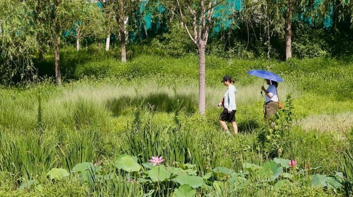 老工厂遗迹淡去 运河畔建“城市绿肺” 北京城市副中心现生态地标
