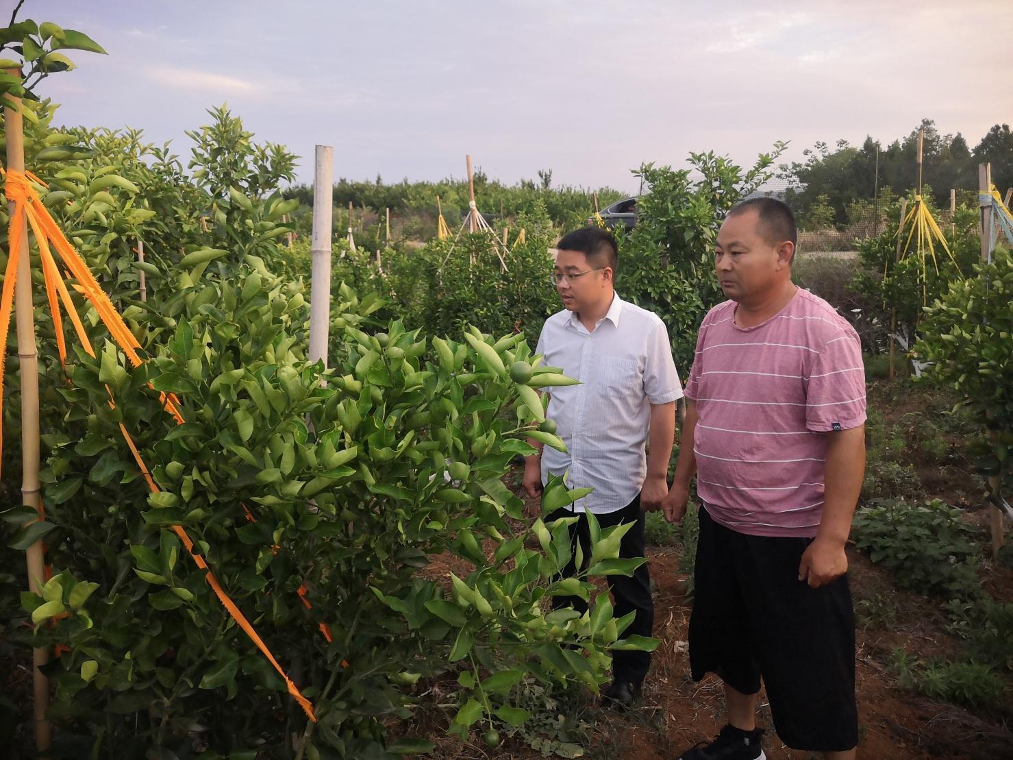 仓房镇果冻橙、葡萄柚嫁接改良基地的水果长势良好。