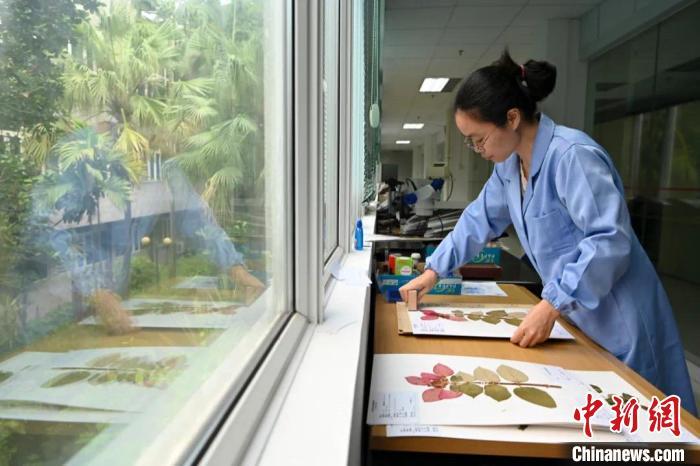 万国奇树盛放的华南国家植物园“满月”