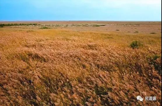 黄案滩荒漠湿地——沙山变绿洲，民勤人恢复和改善生态最形象、最真切的“博物馆”。